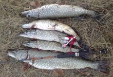 Photo of Рыбалка на воблер: секреты и приемы