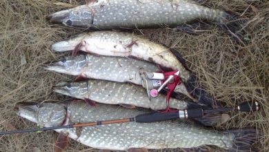 Photo of Рыбалка на воблер: секреты и приемы