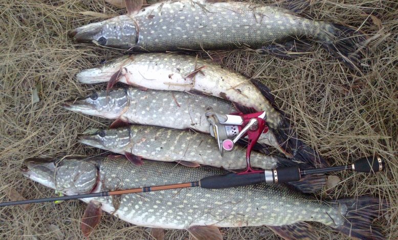 Photo of Рыбалка на воблер: секреты и приемы