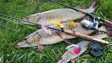 Photo of Идеальная погода для рыбалки