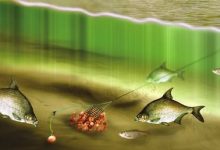 Photo of Советы по ловле рыбы