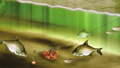 Photo of Советы по ловле рыбы