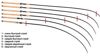 Photo of Основные виды рыбалки
