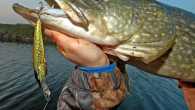 Photo of Секреты ловли карася