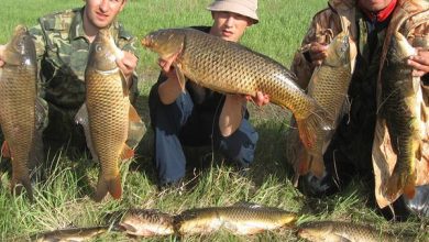 Photo of Рыбалка на фидер в озере