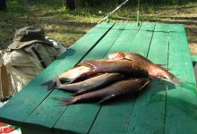 Photo of Как сохранить улов в жару
