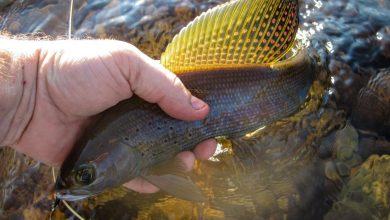 Photo of Ловля карася на поплавок