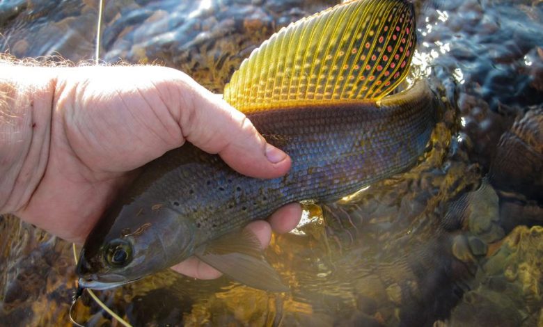 Photo of Ловля карася на поплавок