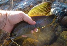 Photo of Обзор лучших приманок для рыбалки