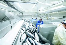 Photo of Основные правила выброса рыбы