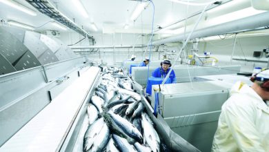 Photo of Основные правила выброса рыбы