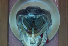 Photo of Рыболовные трофеи: как сохранить