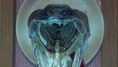 Photo of Рыболовные трофеи: как сохранить