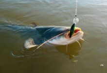 Photo of 10 полезных советов по выбору правильной снасти для рыбалки