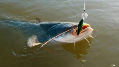 Photo of 10 полезных советов по выбору правильной снасти для рыбалки