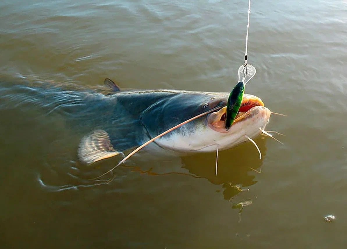 Фото 10 — 10 полезных советов по выбору правильной снасти для рыбалки