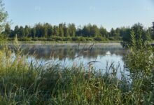 Photo of Загадочная жизнь рыб в озере: интересные факты