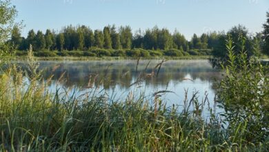 Photo of Загадочная жизнь рыб в озере: интересные факты