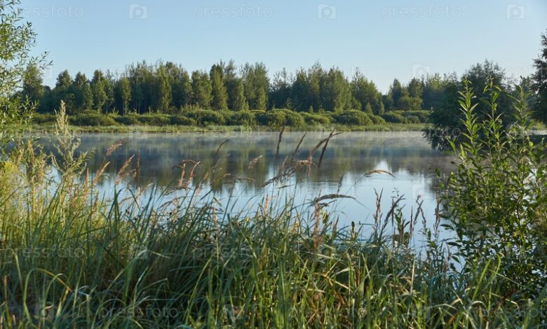 Photo of Загадочная жизнь рыб в озере: интересные факты