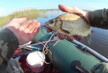 Photo of Секреты успешной ловли карася: 6 полезных советов