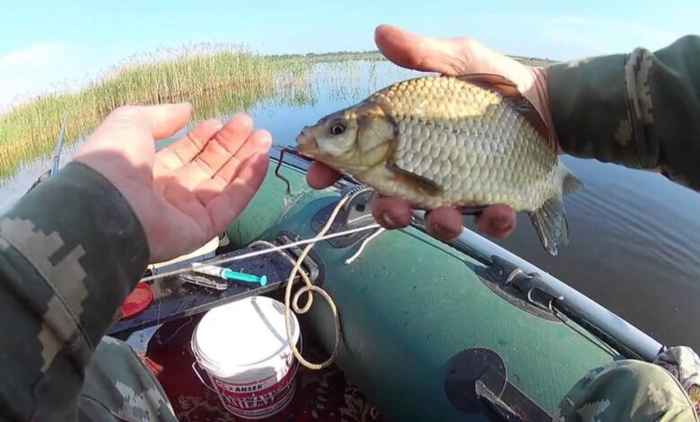 Photo of Секреты успешной ловли карася: 6 полезных советов