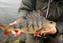 Photo of Секреты успешной ловли окуня: 5 полезных советов