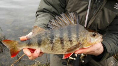 Photo of Секреты успешной ловли окуня: 5 полезных советов