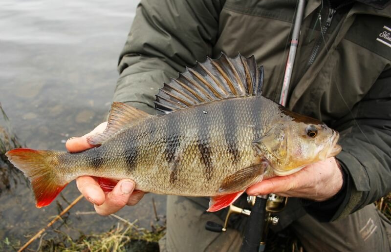 Фото 9 — Секреты успешной ловли окуня: 5 полезных советов
