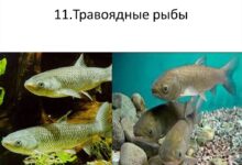 Photo of Мир рыболовства: интересные факты о жизни рыб