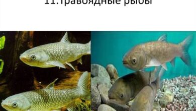 Photo of Мир рыболовства: интересные факты о жизни рыб