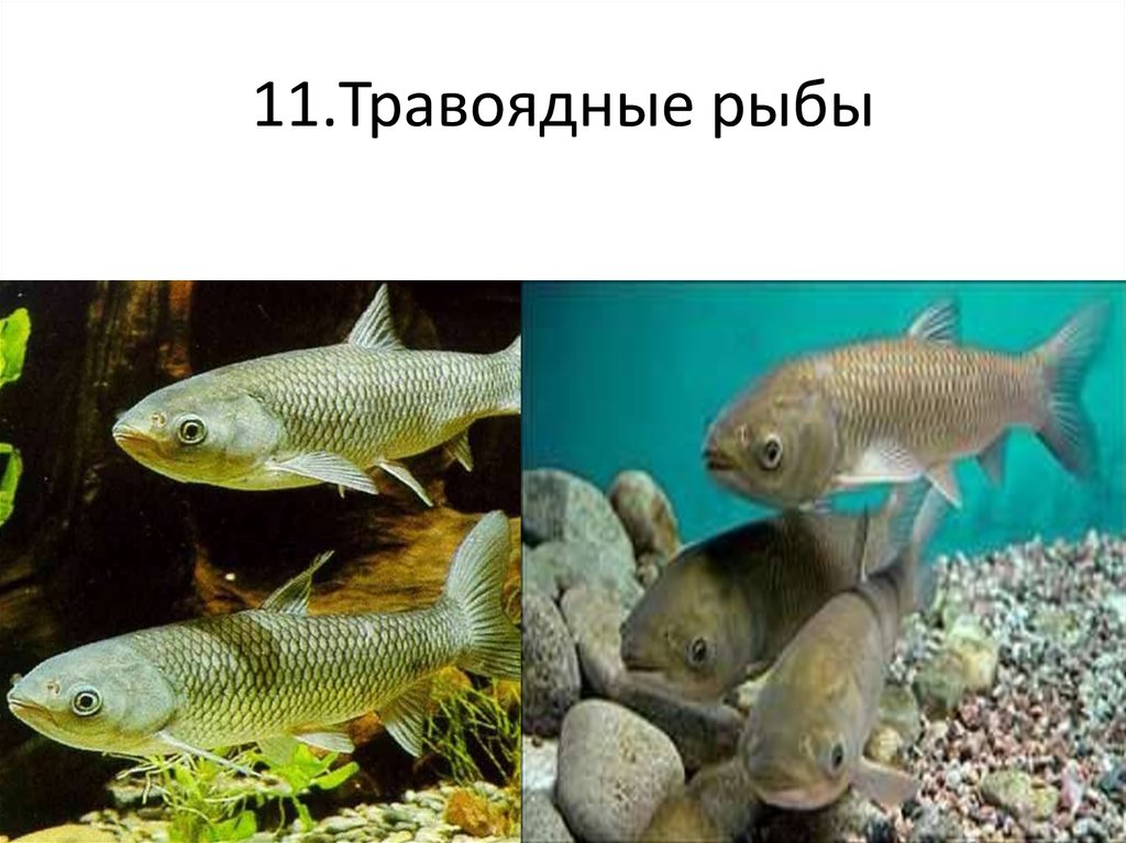 Фото 8 — Мир рыболовства: интересные факты о жизни рыб